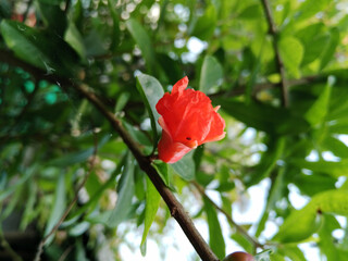 Red Punica granatum flowers on tree, pomegranate blossom