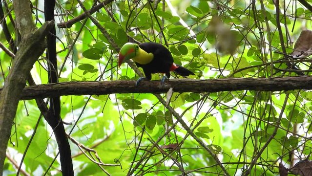 Keel billed toucan  makes noisy show alone on branch landscape