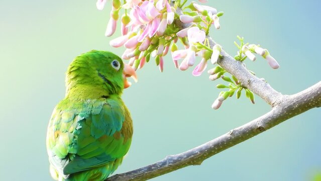 Orange-chinned green parakeet turns around on blooming branch handheld