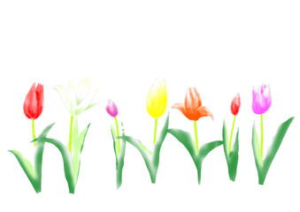 チューリップのカラフルなイラスト