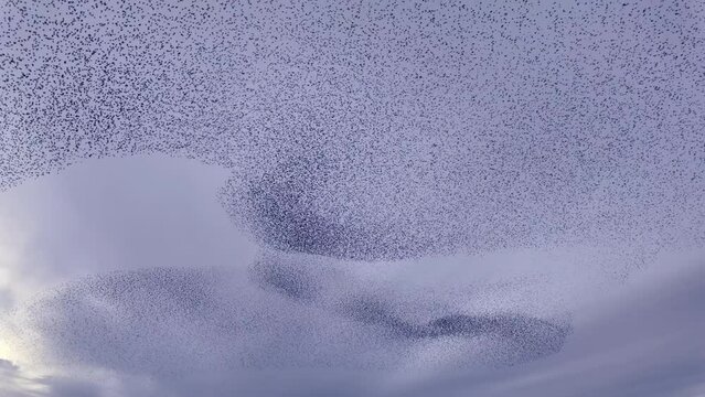 A murmuration of thousands of starlings making beautiful patterns in the sky