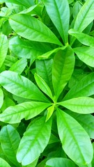 Background of a group of green leaves, group of green leaves, green leaves.