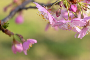 早咲きの河津桜のクローズアップ