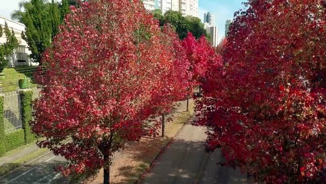 Drone image made between red maple trees on the city of curitiba