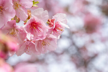 早咲きの河津桜のクローズアップ