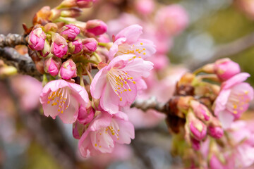 早咲きの河津桜のクローズアップ