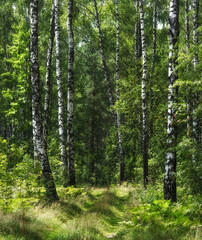 Birch grove on a sunny summer day