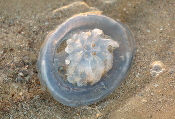Jellyfish on the seashore at sunset