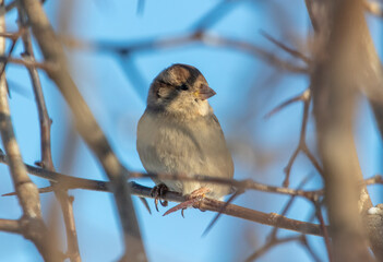 Portrait of a sparrow on a tree branch