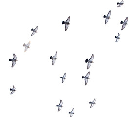 Pigeons in flight isolated on a white background