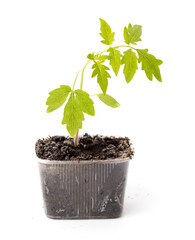 Tomato seedling isolated white background