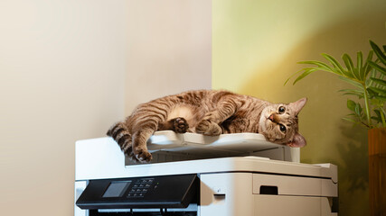 Tabby Cats lying on a multifunction laser printer in home-office documents or paperwork. Secretary...