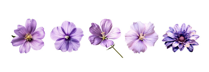 Set of spring purple flower blomming isolated on transparent background.