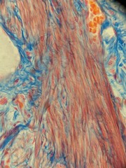 Microscopic Images of Tissues Showing Detailed Cellular Structures