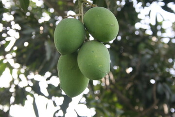 Unripe Promise - The Crisp Green Mango Waiting for its Sweet Transformation