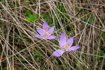 spring crocus flowers