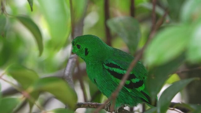 Close up shot of a green broadbill (calyptomena viridis) perched on tree branch amidst in the canopy, preening and grooming its plumage and wondering around its surrounding environment.