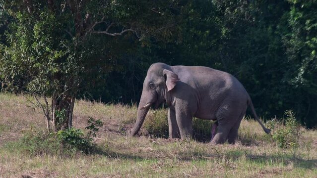 Trunk down into the dirt while its massive male genital dangles as it also fans its body with its ears, Indian Elephant Elephas maximus indicus, Thailand