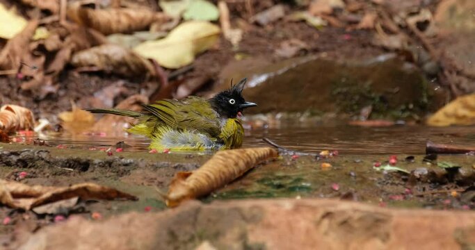 Looking to the right while bathing as the camera zooms out, Black-crested Bulbul Pycnonotus flaviventris johnsoni, Thailand