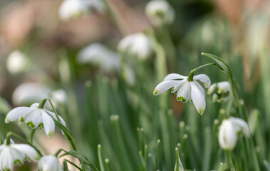 Wunderschön blühende Schneeglöckchen mit doppelter Blüte