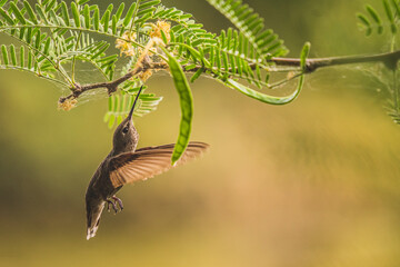 Hummingbird with wings forward in flight