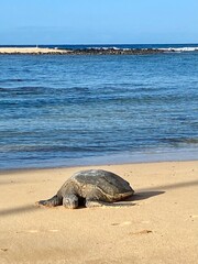 Green sea turtle sleeping on sandy tropical beach near ocean