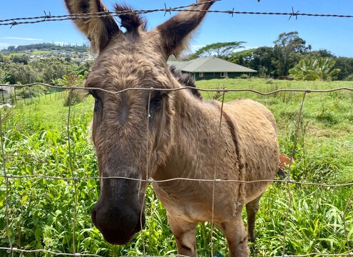 Donkey looking through barbed wire fence in sunny tropical pasture