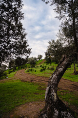 Ovejas y Olivar
