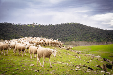 Ovejas y Olivar