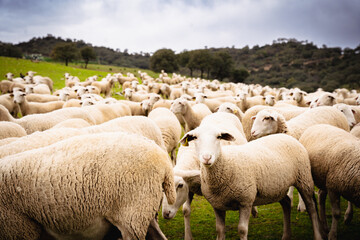 Fototapeta premium Ovejas y Olivar