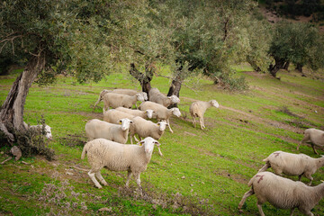Obraz premium Olivos y ovejas