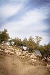 Olivos y ovejas