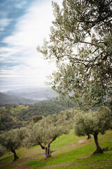 Olivos y ovejas