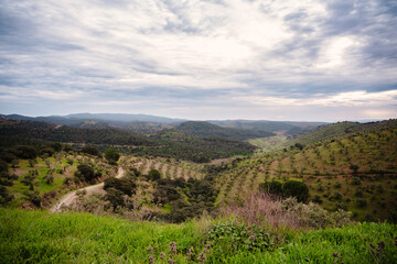 Olivos y ovejas