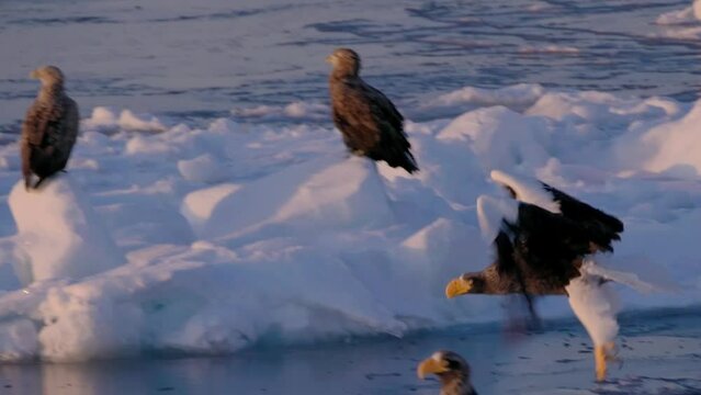 Hokkaido, Japan - February 19, 2024:  White-tailed eagle on drift ice near Rausu Fishing Port in Hokkaido, Japan