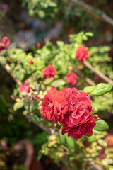 .There are many types of roses, roses that bloom in the morning have a light pink color, The rose have a darker color, in the afternoon the color is more beautiful and the thickness is more.