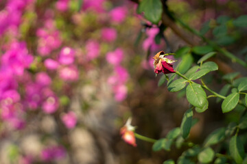 Roses are a symbol of pure love of youth, everyone has the blood of love flowing through their bodies, Everything you want is on the other side of fear.