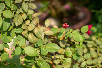  Floral card design with dark vintage effect,Close of pink rose on rose bush,Roses in a garden at dusk,Pink rose vine background,Hand drawn fresh red rose,