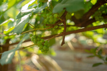 overwhelming proportion of grape varieties grown for fresh fruit consumption. Since growing grapes...