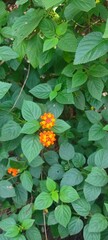 Orange colour flower 