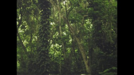 Hawaii 1970, Hawaiian Flora Vintage Detail