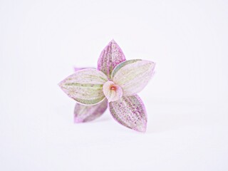 Creeping Basket plant isolated on white background  ,Creeping inchplant ,Callisia repens ,Commelinaceae ,turtle vine 