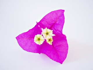 Pink purple flower Bougainvillea glabra isolated on white background