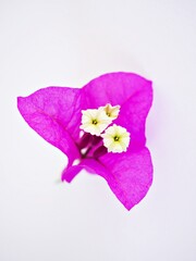 Pink purple flower Bougainvillea glabra isolated on white background