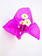 Pink purple  flower Bougainvillea glabra isolated on white background