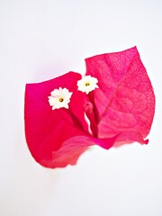 Pink flower Bougainvillea glabra isolated on white background