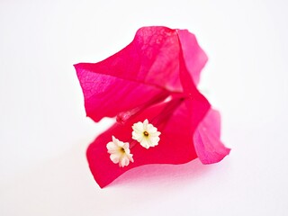 Pink flower Bougainvillea glabra isolated on white background