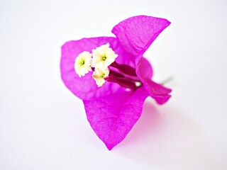 Pink purple flower Bougainvillea glabra isolated on white background