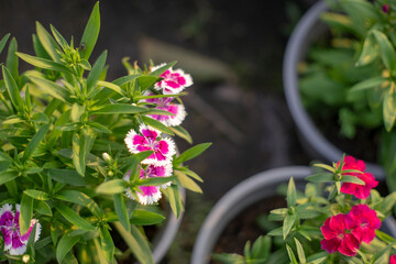  Dianthus chinensis are ciliated and point upward. The calyx of Dianthus chinensis forms a cylindrical, 1.5 to 2.5 cm long tube, the corolla of Dianthus chinensis reaches 3 to 4 cm in diameter