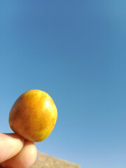 Fruit of the Ziziphus mauritiana, or fruit of Indian jujube,Indian plum,Chinese date,Chinese...